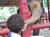 Elephant Kraal