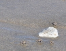 Kuta Crabs