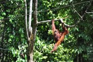 Orang-utans