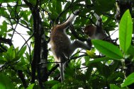 Look, proboscis monkeys!