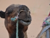Desert Dweller