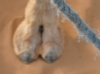 Cameltoe