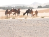 Sahara