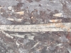 Fossils