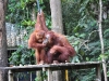 Orang-utans