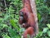 Orang-utans