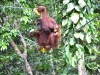 Orang-utans