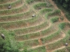 Sapa